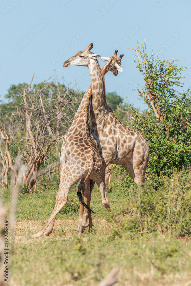 Obraz premium Two South African giraffe fighting each other