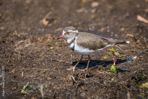 Three-banded plover in profile walking along riverbank photo