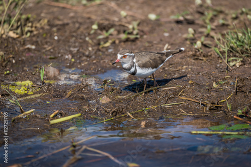 Three-banded plover looking for food on riverbank © Nick Dale