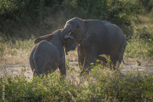 Two baby elephants play fighting in bushes