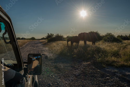 Two elephants at roadside seen from jeep photo