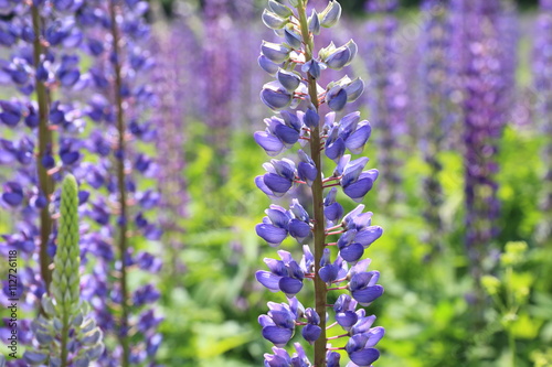 Wildflower meadow. Blooming Lupines in early summer. 