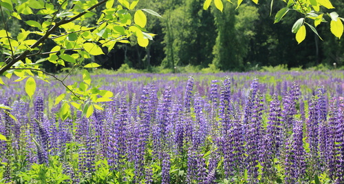 Wildflower meadow.
Blooming Lupines in early summer.
