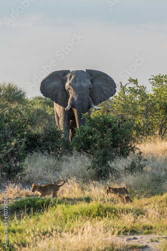 Photography Two lion cubs running away from elephant