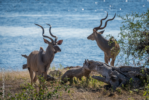 Two male greater kudu standing beside river © Nick Dale