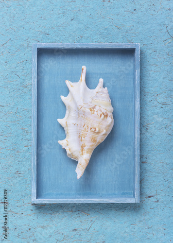 Seashell in the blue box on handmade paper