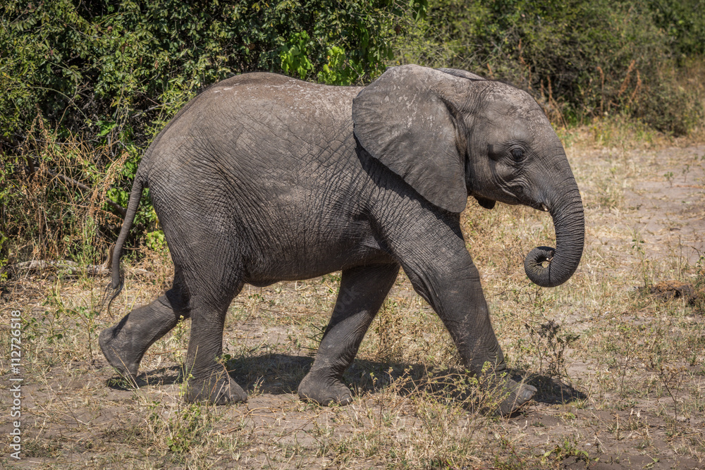 Young elephant walking beside bushes on savannah