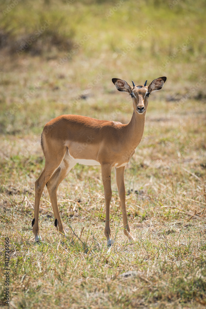 Young impala standing on plain facing camera Young impala standing on plain facing camera