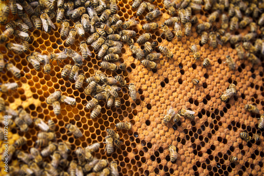Bees on frame Bees on frame