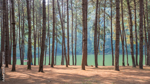 Pine forest in front of the lake at PangOung  Thailand