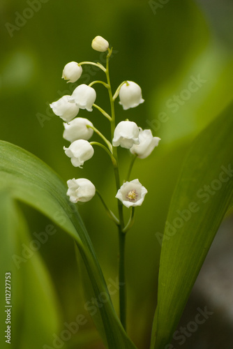 White Lily of the Valley in green leaves