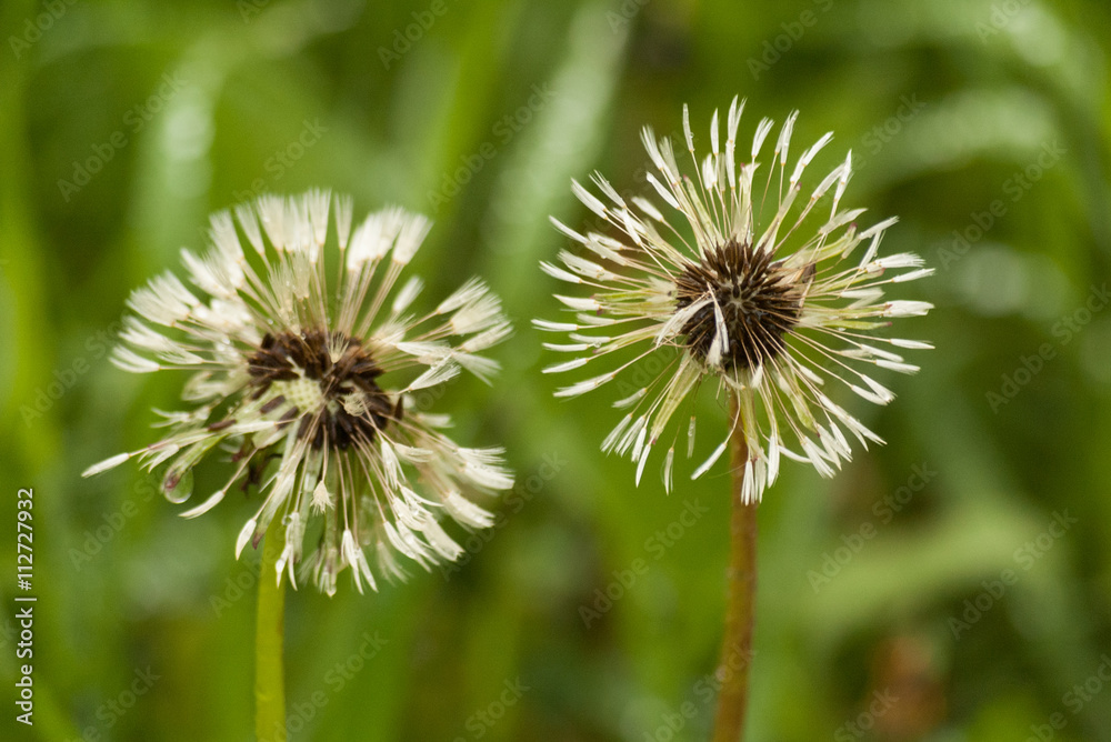 Two white fluffy dandelions on natural floral background. Two white fluffy dandelions on natural floral background.
