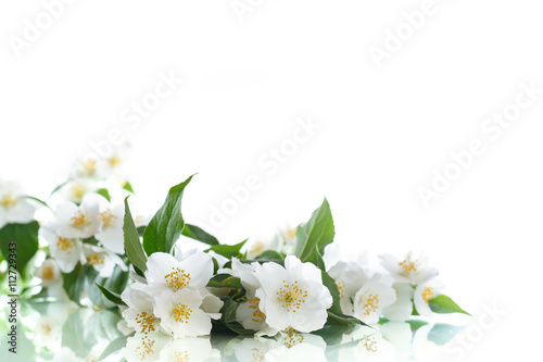 Fototapeta Naklejka Na Ścianę i Meble -  jasmine white flower