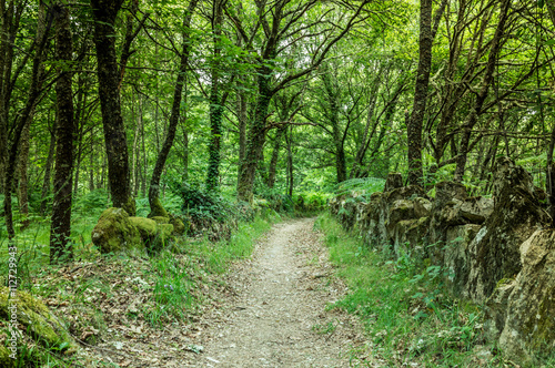 Camino en el bosque con suelo cubierto de hojas