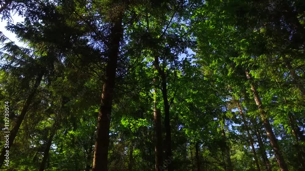 Light in the spring forest. Sun in the spring park. Light in the spring forest. Sun in the spring park.