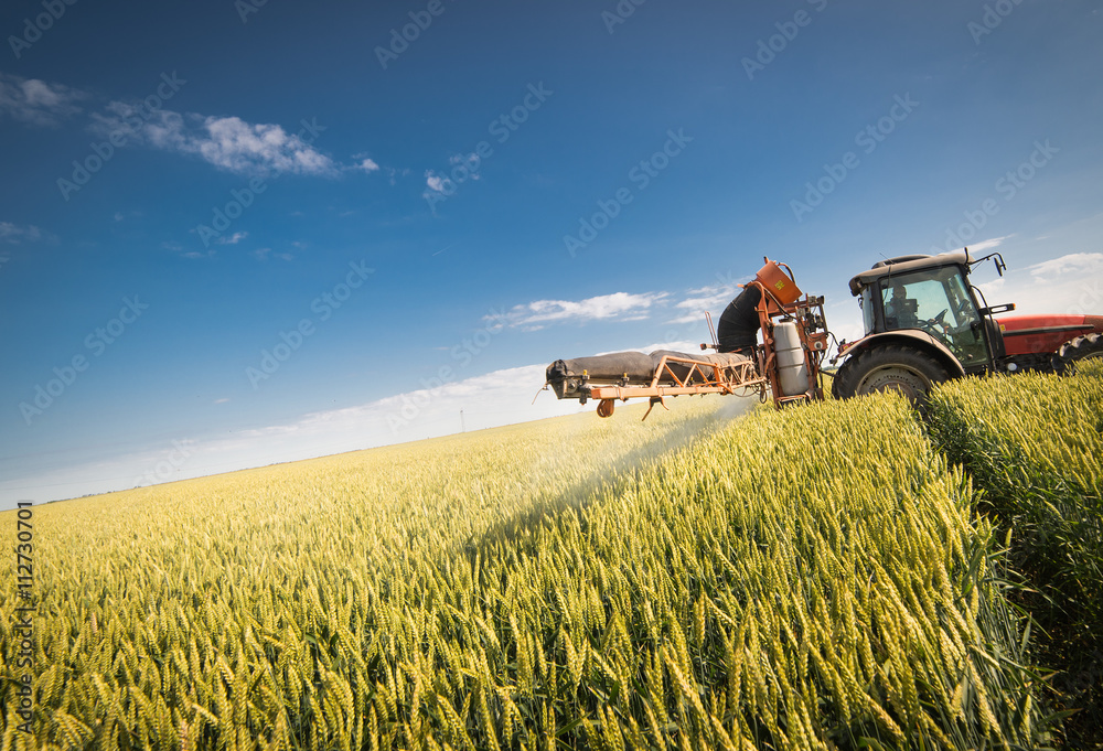 Obraz premium Tractor spraying wheat field