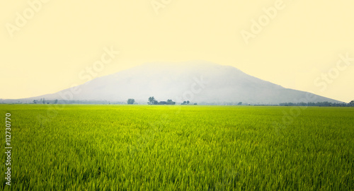 Green rice field near Nhatrang  Vietnam