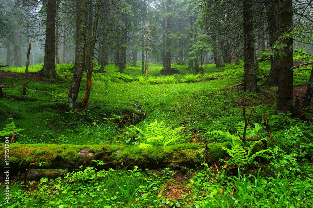 Obraz premium Trees in forest