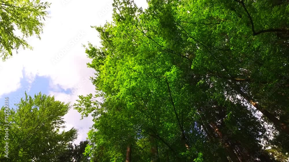Observing green crowns and tree trunks in the spring forest. Observing green crowns and tree trunks in the spring forest.