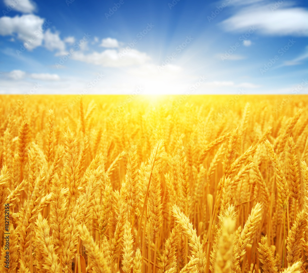 Naklejka premium Wheat field and sun