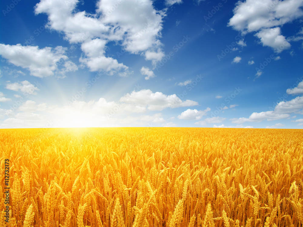 Naklejka premium Wheat field and sun