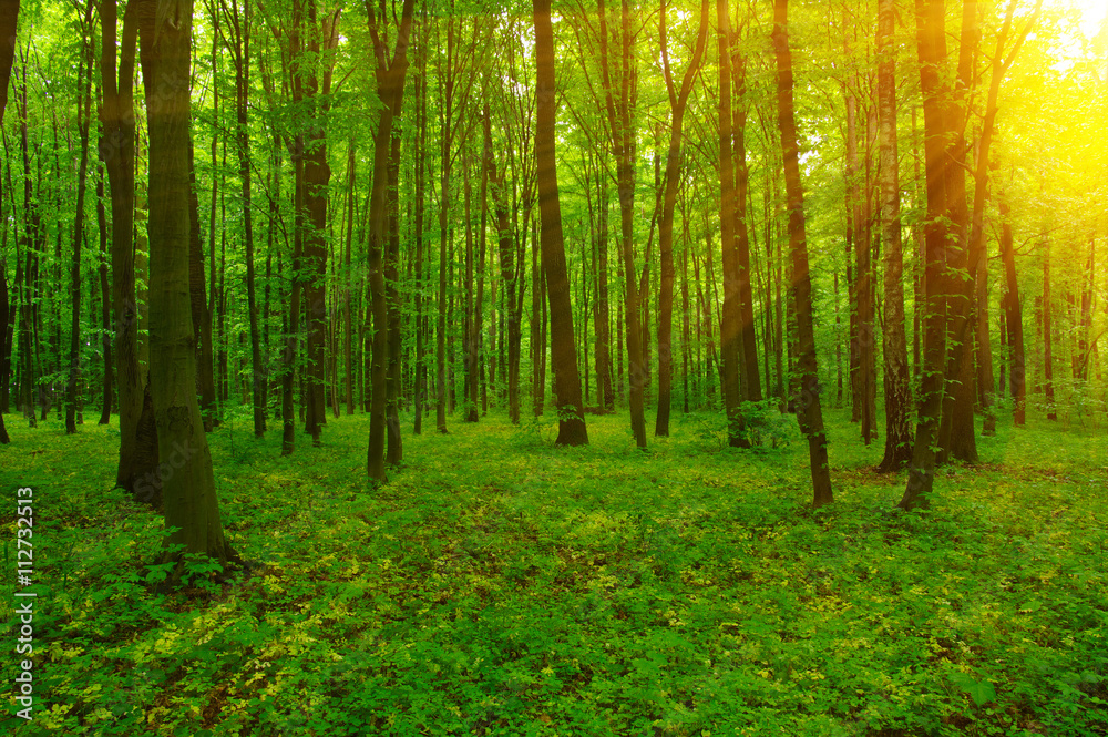 Forest and sun Forest and sun