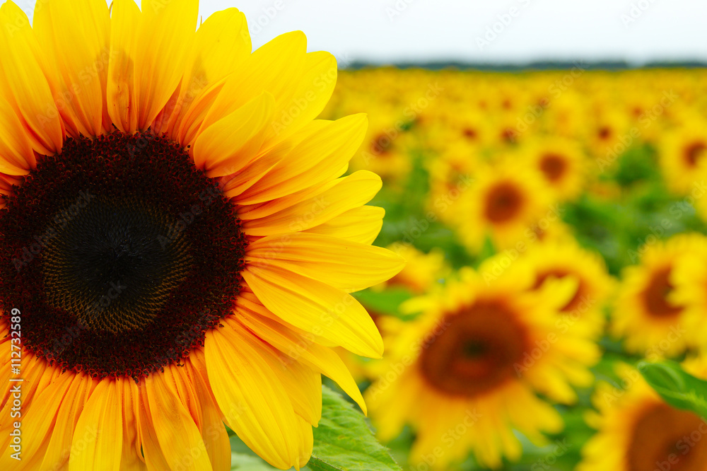 Obraz premium Close up of sunflower