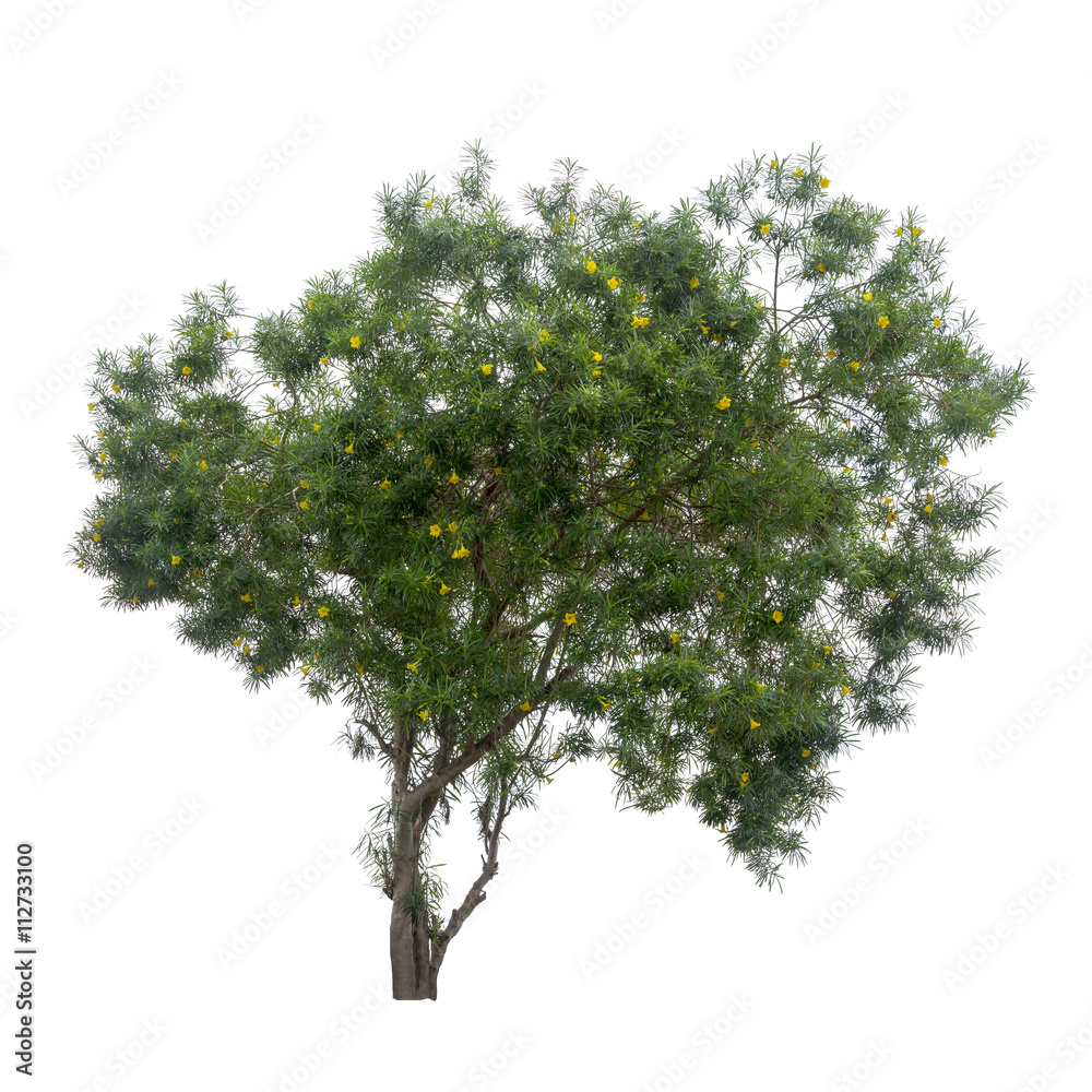 Isolated tree with a small yellow flowers on white background
