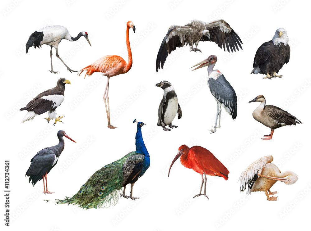 Obraz premium A collage of birds from different continents