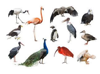 Wandcirkels Vogel Collage van vogels wereldwijd  © vesta48