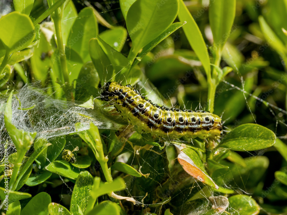 Buchsbaumzünsler Raupe im Garten ist  großer Schädling,