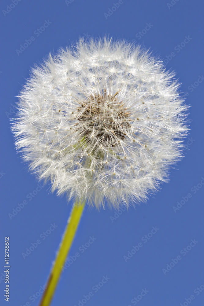 Close up of grown dandelion in the sunlight and a clear blue sky background Close up of grown dandelion in the sunlight and a clear blue sky background