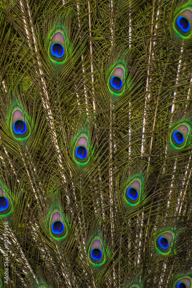 Obraz premium Peacock feather texture background