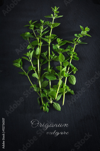 fresh green oregano from above on a dark slate plate, sample text
