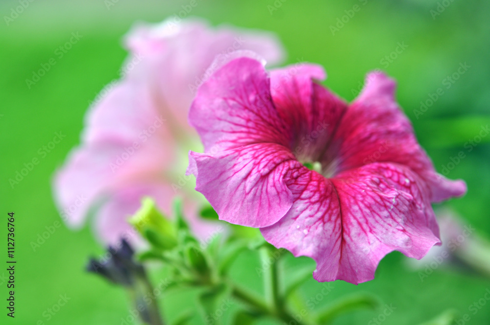 Beautiful Pink Petunia Flower Outdoor In Summer Garden Beautiful Pink Petunia Flower Outdoor In Summer Garden