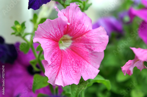 Beautiful Pink Petunia Flowers Outdoor © wolfelarry