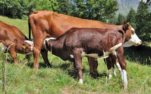 veaux tétant une vache dans alpage