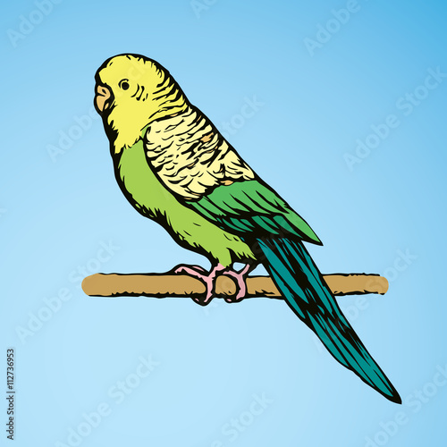 Budgerigar. Vector drawing