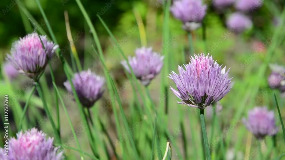 Garlic Chives flowers blooming in herb garden. Garlic Chives flowers blooming in herb garden.