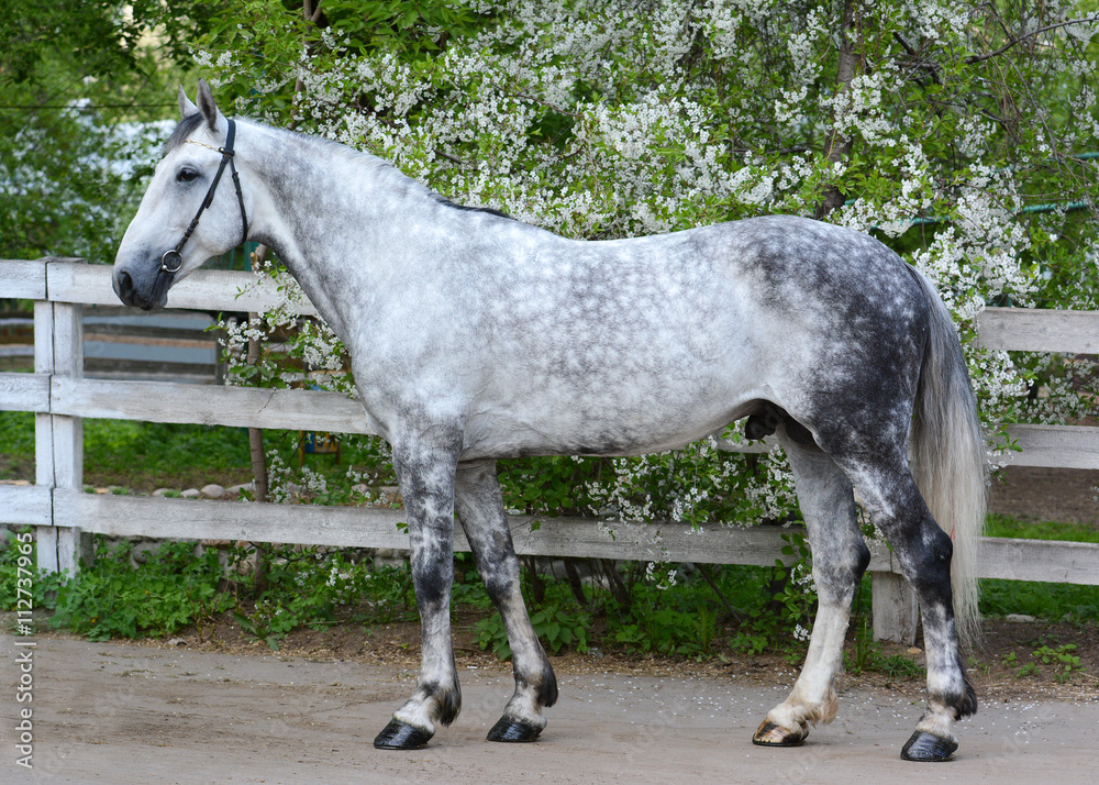 Gray horse orlov trotter breed on the background of a flowering