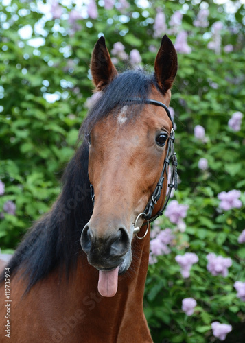 Obraz na płótnie Funny horse showing tongue w salonie