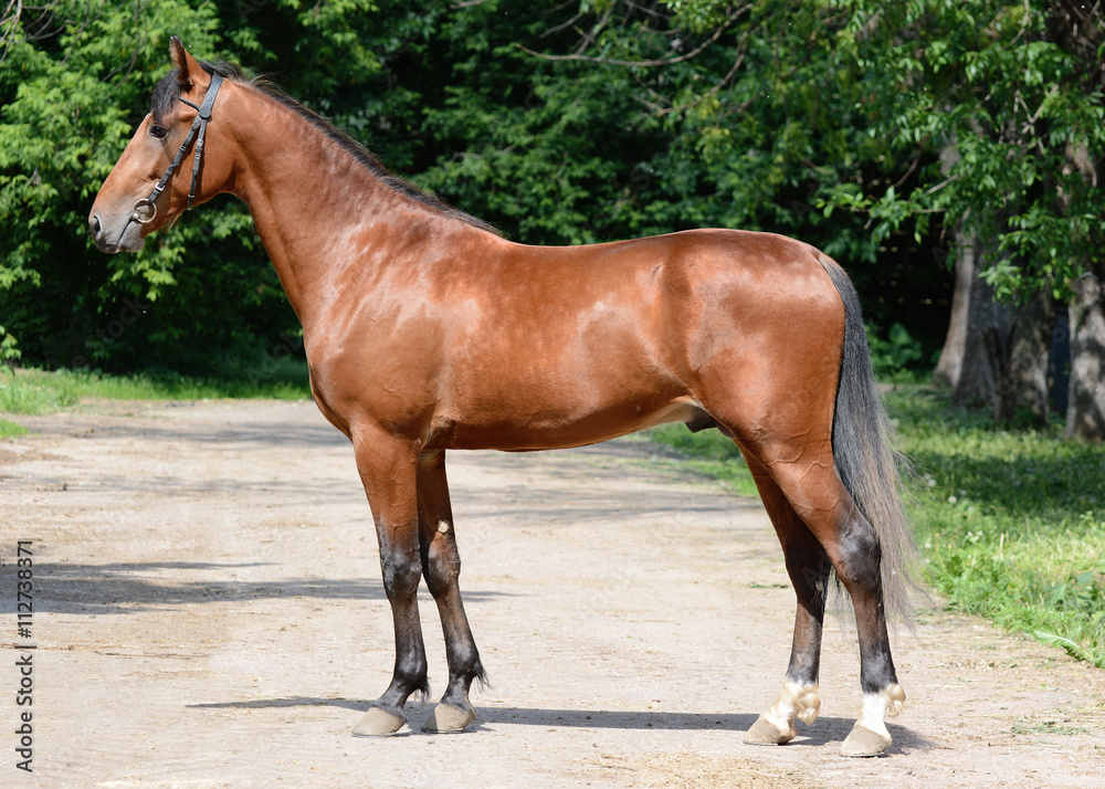 Bay horse trotter breed summer