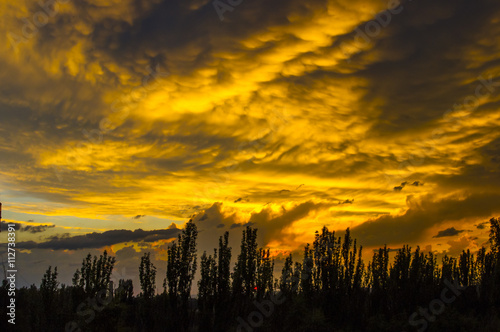 landscape with dramatic light - yellow clouds and the outline of trees at sunset © Wingedbull