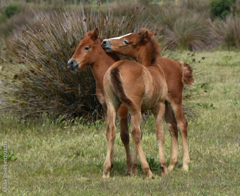 Fototapeta premium poulains