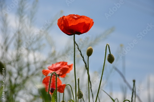 Red poppy flowers meadow. Photo.