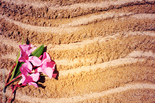 Pink flower of an oleander (Nerium) on sea sand. Summer background with flowers of an oleander photo