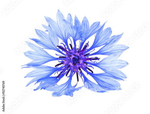 Blue Cornflower - Centaurea on a white background © domnitsky