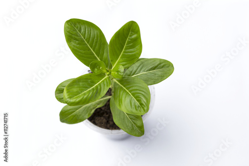 Young green flower plant on white background