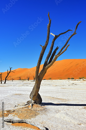 Deadvlei, Namib-Naukluft National Park, Namibia, Africa © Oleg Znamenskiy