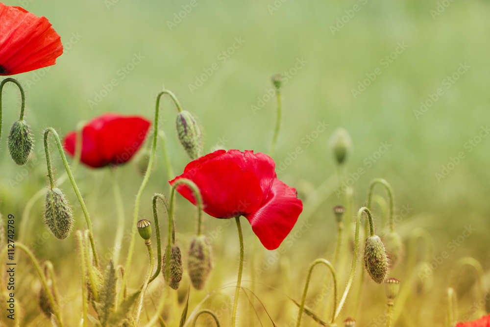 Naklejka premium Close up poppy head. red poppy. Red poppy flowers field, close u